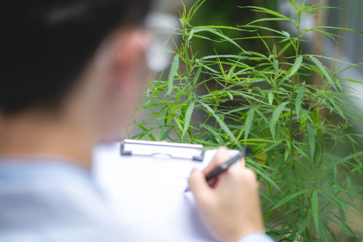 medical-scientist-with-cannabis-cbd-hemp-research
